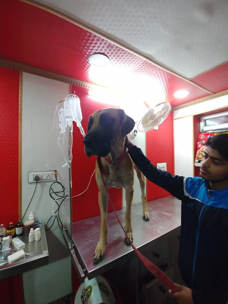 Discovery Pet Clinic Veterinary Clinic in Shastri Nagar, Delhi — Facility Photo 3