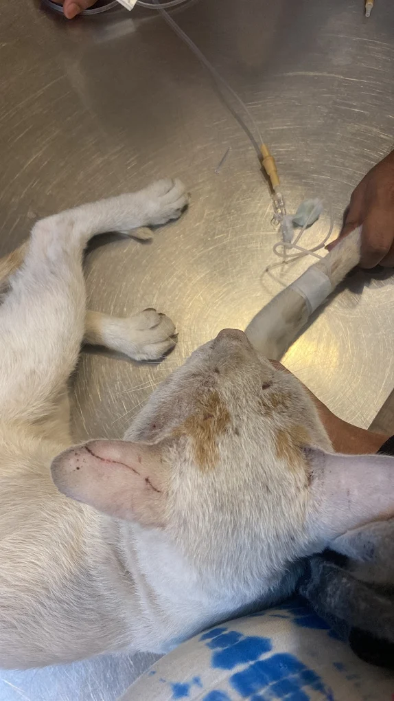Discovery Pet Clinic Veterinary Clinic in Shastri Nagar, Delhi — Facility Photo 2