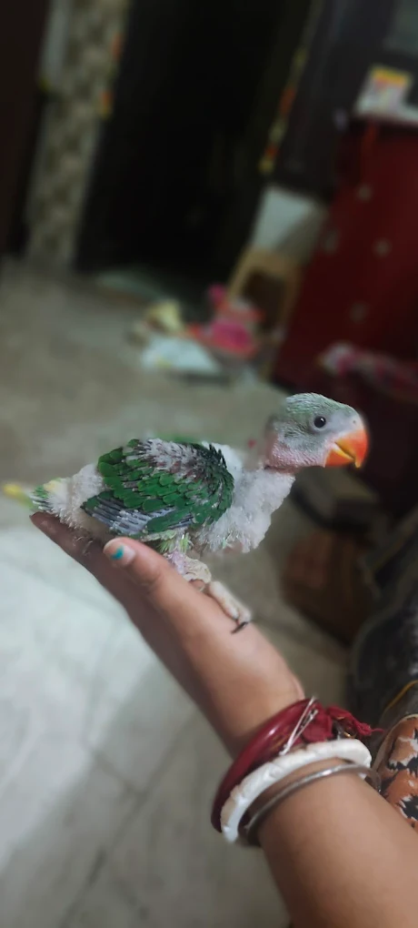 Dog & Bird Clinic, Ashok Vihar Veterinary Clinic in Ashok Vihar, Delhi — Facility Photo 2