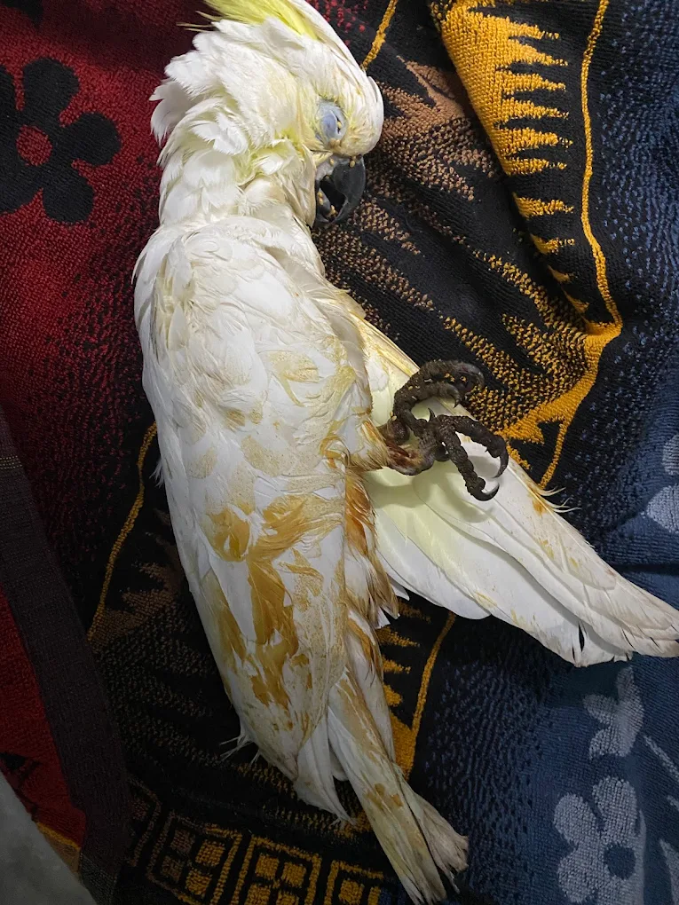 Dog & Bird Clinic, Ashok Vihar Veterinary Clinic in Ashok Vihar, Delhi — Facility Photo 3