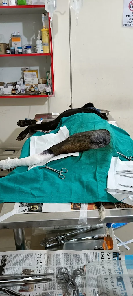 Dr Paw Veterinary Clinic, Greater Kailash Veterinary Clinic in Greater Kailash, Delhi — Facility Photo 3