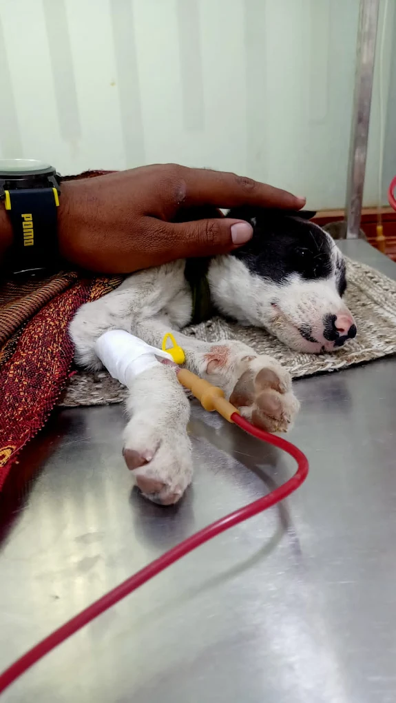 Dr Paw Veterinary Clinic, Greater Kailash Veterinary Clinic in Greater Kailash, Delhi — Facility Photo 2