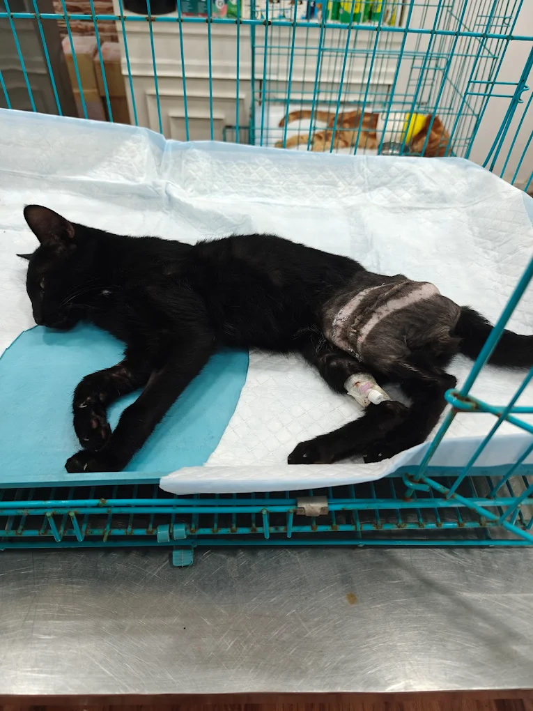 Dr Paw Veterinary Clinic, Greater Kailash Veterinary Clinic in Greater Kailash, Delhi — Facility Photo 5