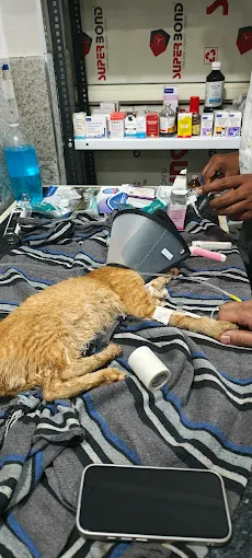 Elif’s Multi-Speciality Pet Clinic Veterinary Clinic in New Mustafabad, Delhi — Facility Photo 3