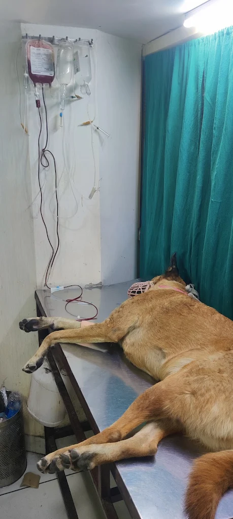 Friendly Paws Pet Clinic Veterinary Clinic in Majnu-ka-tilla, Delhi — Facility Photo 6