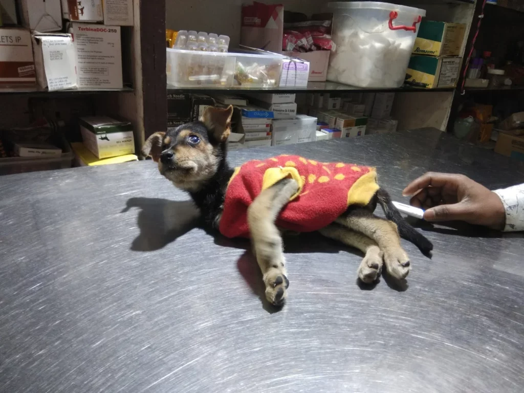 Friendly Paws Pet Clinic Veterinary Clinic in Majnu-ka-tilla, Delhi — Facility Photo 5