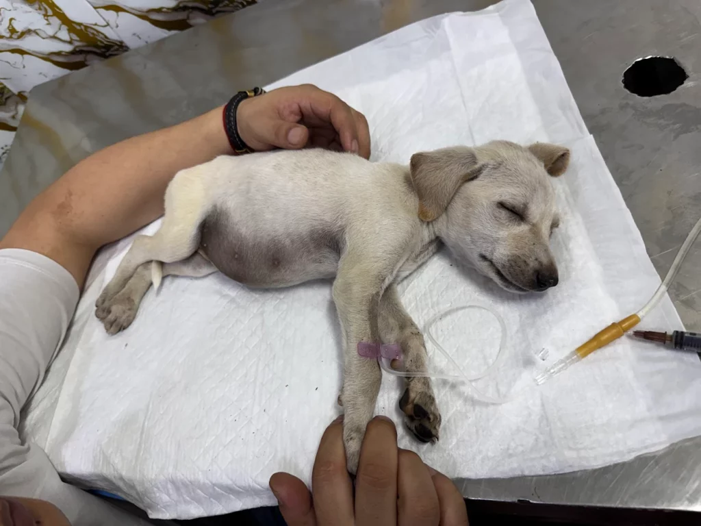 Friendly Paws Pet Clinic Veterinary Clinic in Majnu-ka-tilla, Delhi — Facility Photo 4