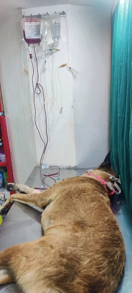 Friendly Paws Pet Clinic Veterinary Clinic in Majnu-ka-tilla, Delhi — Facility Photo 3