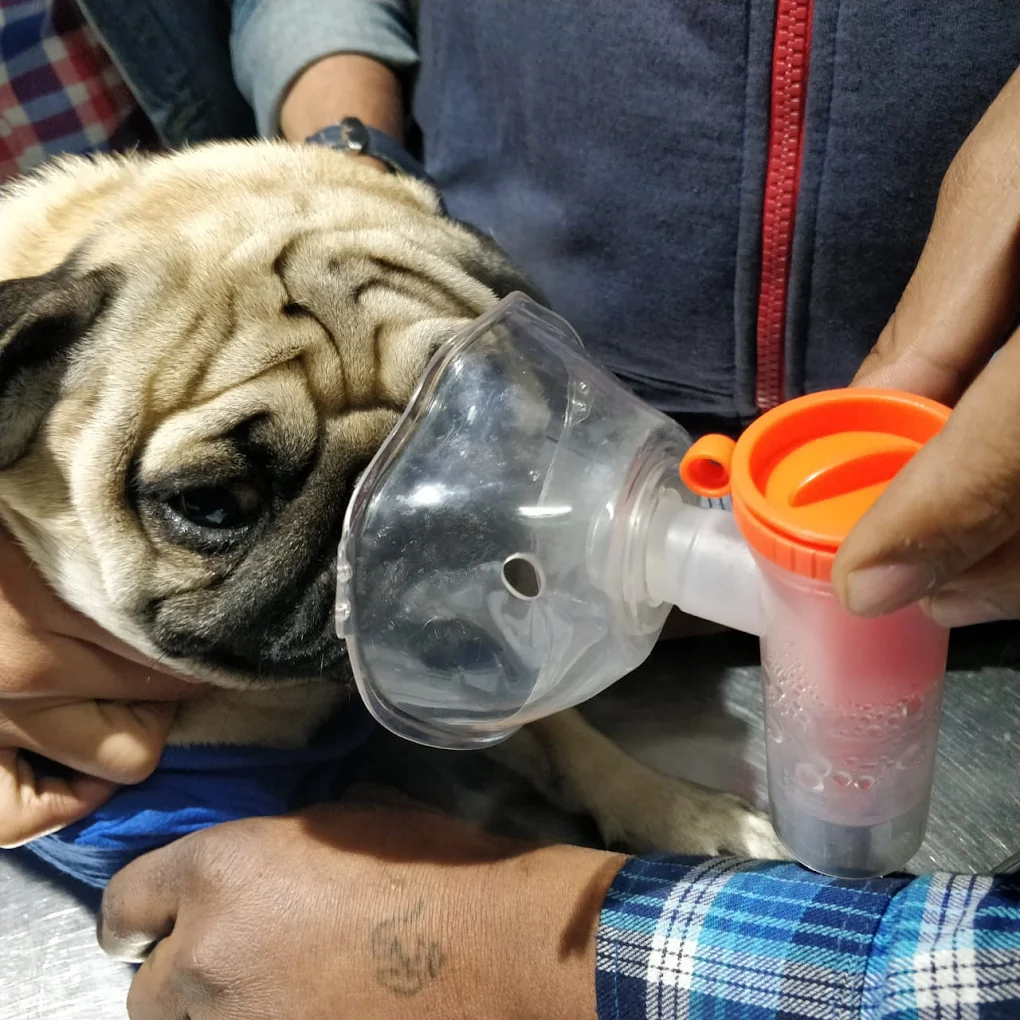 Friendly Paws Pet Clinic Veterinary Clinic in Majnu-ka-tilla, Delhi — Facility Photo 7