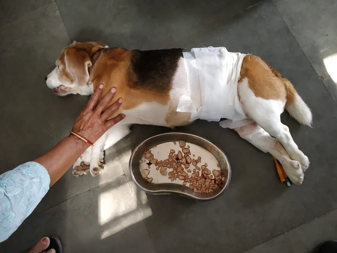 Government Veterinary Hospital, Ghazipur Veterinary Clinic in Ghazipur, Delhi — Facility Photo 3