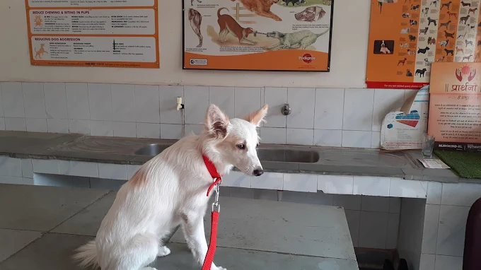 Government Veterinary Hospital, Ghazipur Veterinary Clinic in Ghazipur, Delhi — Facility Photo 2