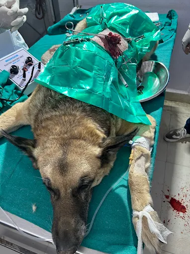 Indian Bagheera Veterinary Hospital Veterinary Clinic in Shahdara, Delhi — Facility Photo 9