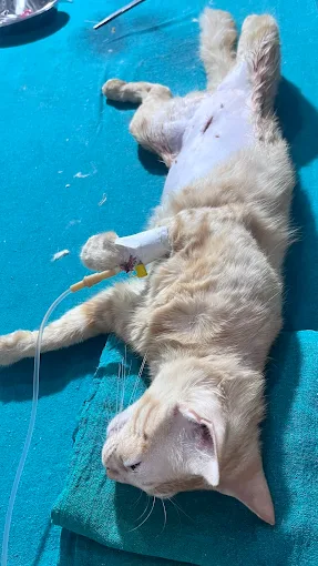 Indian Bagheera Veterinary Hospital Veterinary Clinic in Shahdara, Delhi — Facility Photo 8
