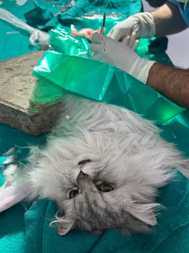 Indian Bagheera Veterinary Hospital Veterinary Clinic in Shahdara, Delhi — Facility Photo 7