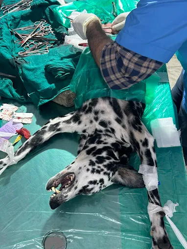 Indian Bagheera Veterinary Hospital Veterinary Clinic in Shahdara, Delhi — Facility Photo 6