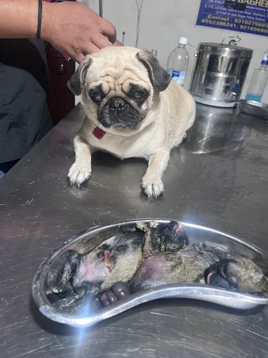 Indian Bagheera Veterinary Hospital Veterinary Clinic in Shahdara, Delhi — Facility Photo 10