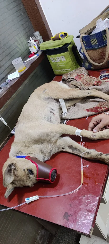 Life Line Dog Clinic and Pet Care, Krishna Nagar Veterinary Clinic in Krishna Nagar, Delhi — Facility Photo 3