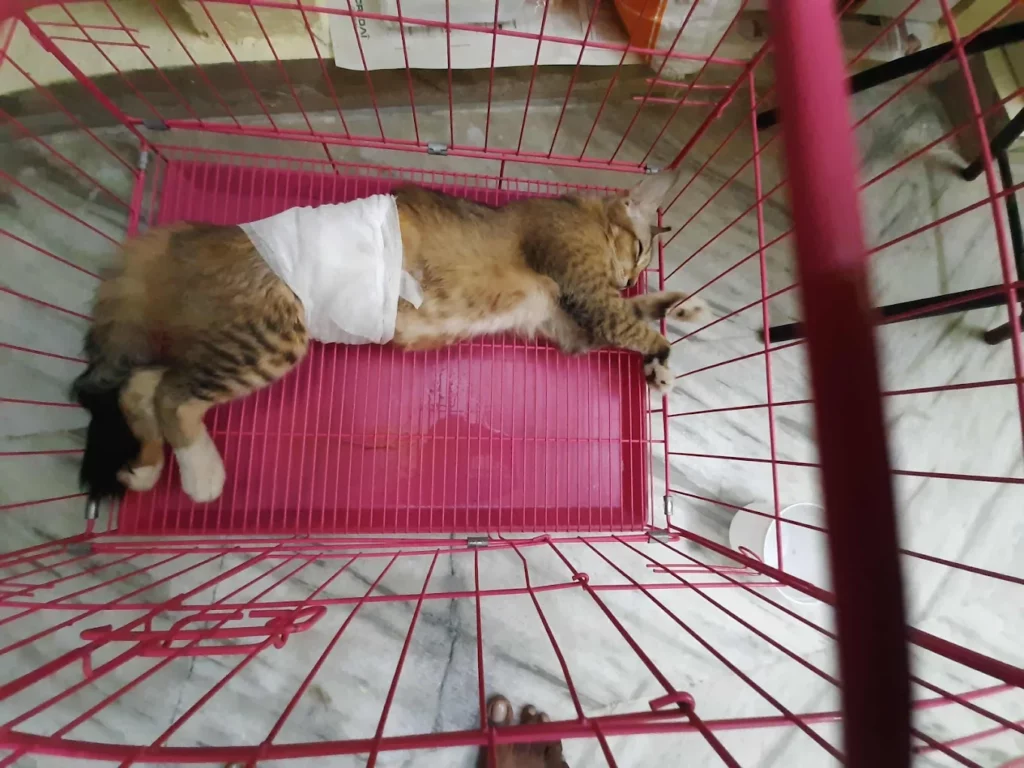 Mass Pet Clinic Veterinary Clinic in Padi, Chennai — Facility Photo 12