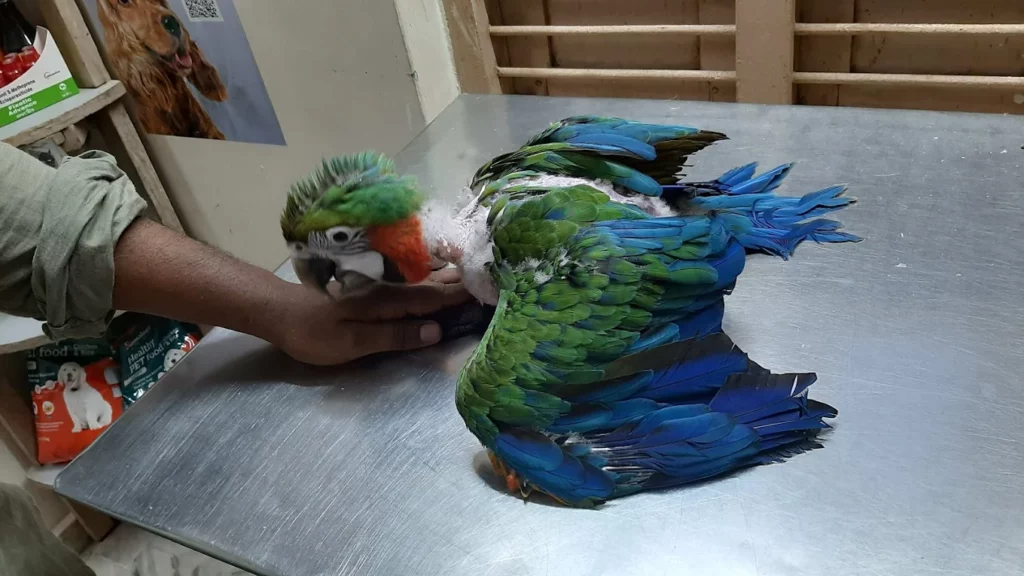 Mass Pet Clinic Veterinary Clinic in Padi, Chennai — Facility Photo 11