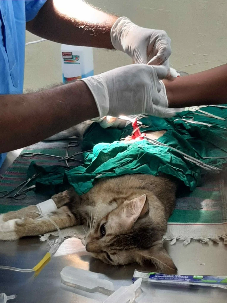 Mass Pet Clinic Veterinary Clinic in Padi, Chennai — Facility Photo 10