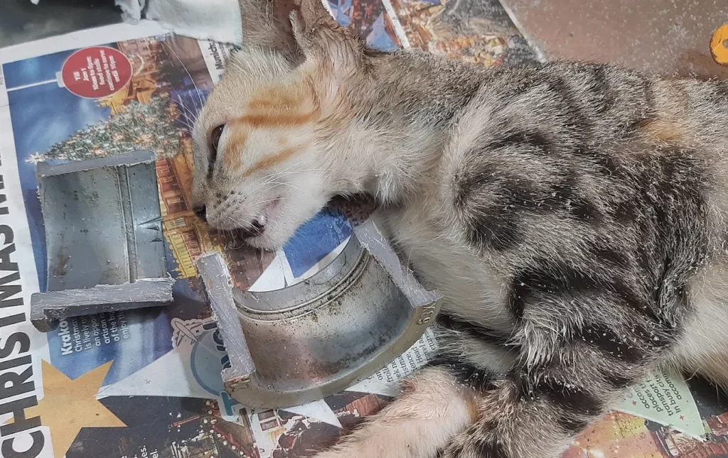 Mass Pet Clinic Veterinary Clinic in Padi, Chennai — Facility Photo 9