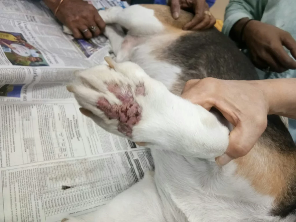 New Delhi Veternary Clinic Veterinary Clinic in Greater Kailash, Delhi — Facility Photo 3