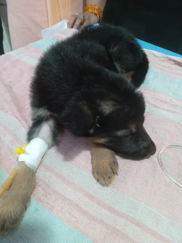VET PRO Kumar’s Dog & Cat Clinic Veterinary Clinic in Ashok Vihar, Delhi — Facility Photo 6