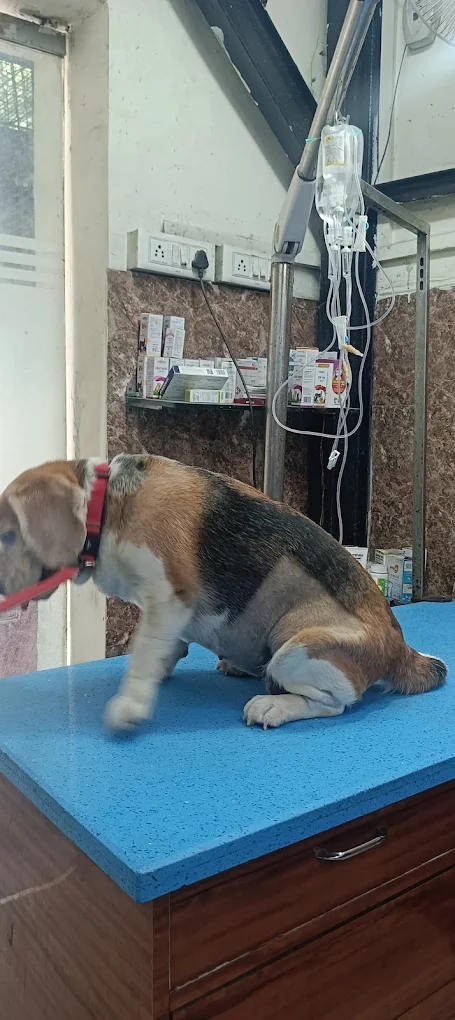 VET PRO Kumar’s Dog & Cat Clinic Veterinary Clinic in Ashok Vihar, Delhi — Facility Photo 2