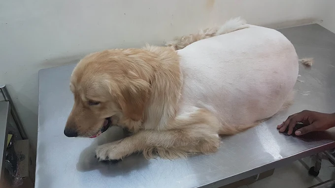 Animal Hub, Shalimar Bagh Veterinary Clinic in Shalimar Bagh, Delhi — Facility Photo 2