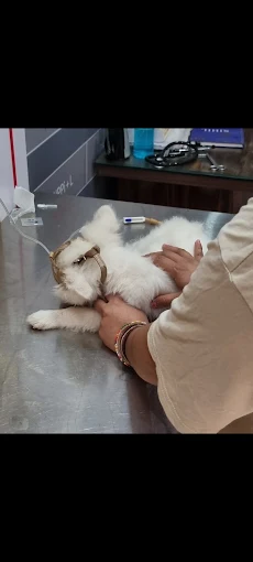 The Happy Paws Pet Clinic Veterinary Clinic in Burari, Delhi — Facility Photo 2