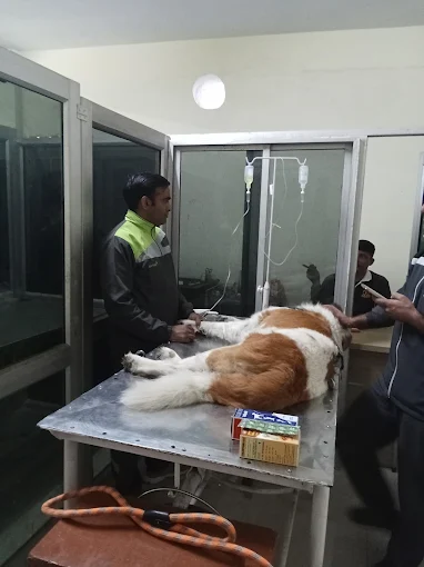Taurus Pet Clinic Veterinary Clinic in Brar Square, Delhi — Facility Photo 3