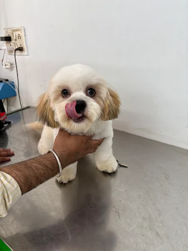 VET Help Grooming And Clinic, Inder Puri Veterinary Clinic in Inder Puri, Delhi — Facility Photo 8