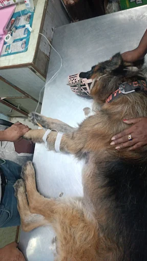 Dr. Sharma’s Pet Clinic Veterinary Clinic in South Moti Bagh, Delhi — Facility Photo 4