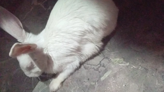 Petwell Clinic, West Punjabi Bagh Veterinary Clinic in West Punjabi Bagh, Delhi — Facility Photo 3