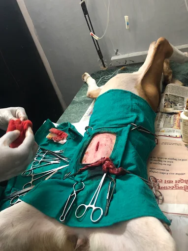 PC Vet Clinic, Vijay Nagar Veterinary Clinic in Vijay Nagar, Delhi — Facility Photo 6