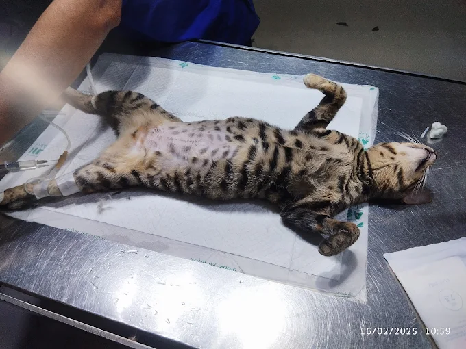 Pet Kingdom Veterinary Hospital & Surgery Centre, Mahavir Enclave Veterinary Clinic in Mahavir Enclave, Delhi — Facility Photo 8