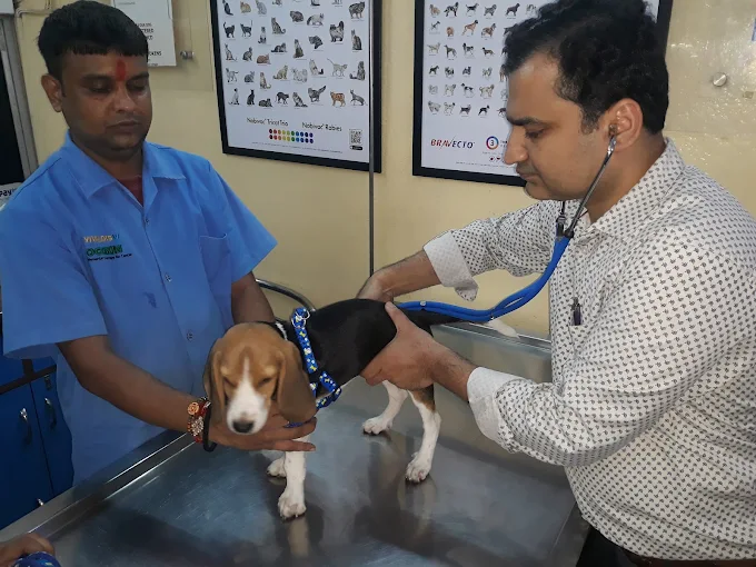 Dr Jain Pet Clinic, Paschim Vihar Veterinary Clinic in Paschim Vihar, Delhi — Facility Photo 6