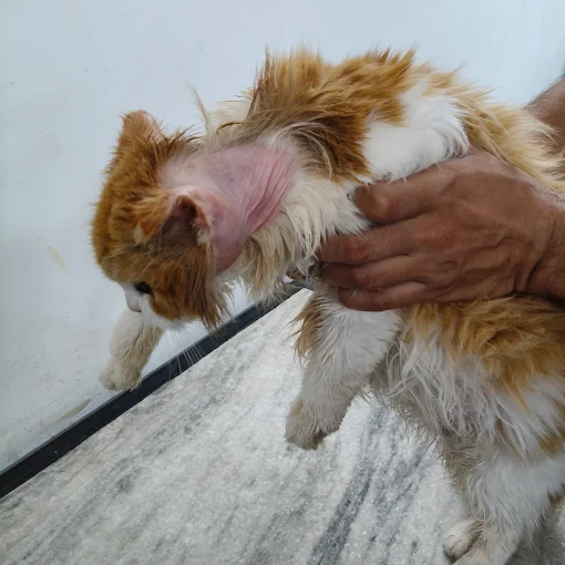 Dr. Khanna Dog & Cat Clinic Veterinary Clinic in Rohini, Delhi — Facility Photo 4